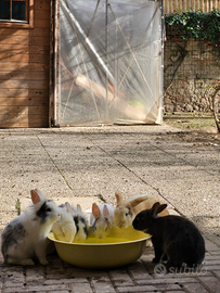 Conigli nani testa di leone da compagnia