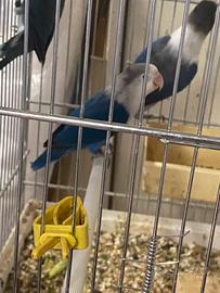 Inseparabili fischer è mascherato