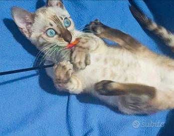 Gatti Bengala Snow e Brown