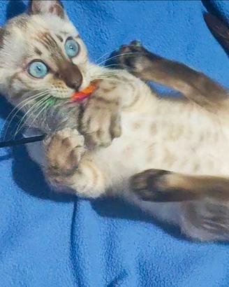 Gatti Bengala Snow e Brown