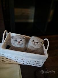 Scottish fold maschio 2,5 mesi