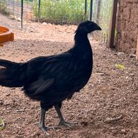 Pulcini cemani