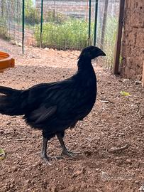 Pulcini cemani