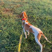 Pointer disponibile per monta