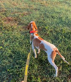 Pointer disponibile per monta