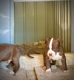 Cuccioli American Pitbull - pronti a 2,5 mesi