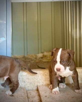 Cuccioli American Pitbull - pronti a 2,5 mesi