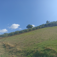 Uliveto in posizione panoramica a Teramo