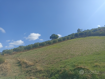 Uliveto in posizione panoramica a Teramo