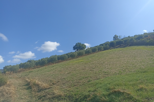 Uliveto in posizione panoramica a Teramo