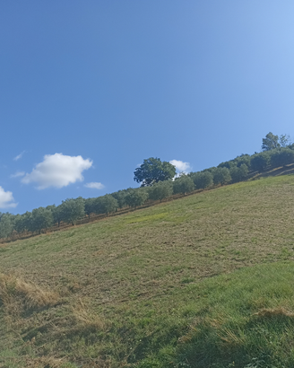 Uliveto in posizione panoramica a Teramo