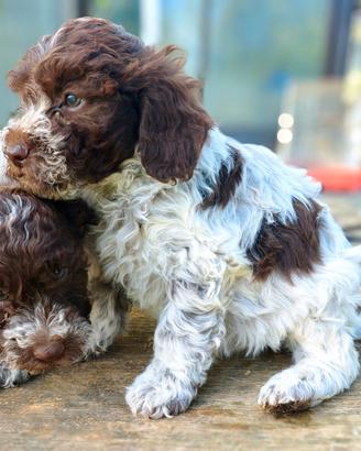 Lagotto da tartufo