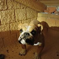 BULLDOG CERAMICA