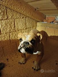 BULLDOG CERAMICA