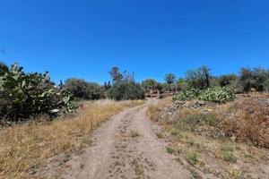 Terreno agricolo recintato con uliveto e frutteto
