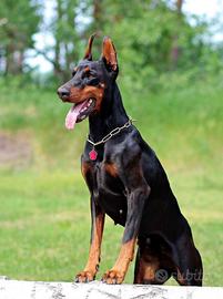 Dobermann