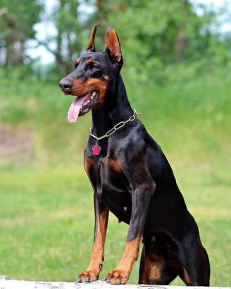 Dobermann