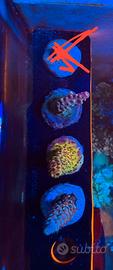 Frag di acropore