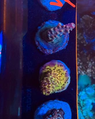 Frag di acropore