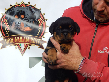 Rottweiler cucciola