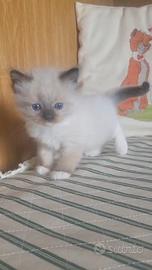 Ragdoll dolcissimi