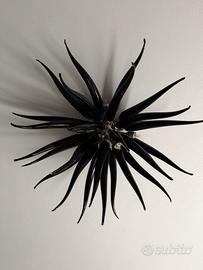 Lampadario vetro Murano