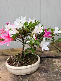 Azalea