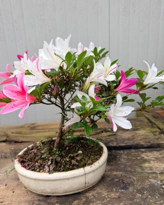 Azalea