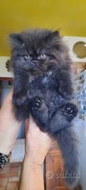 Gatto persiano nero