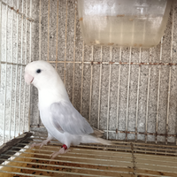 Inseparabile inseparabili pappagalli femmina