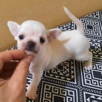 Stupendi esemplari chihuahua pedigree enci