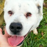 Cane in adozione