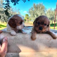 Cavalier king