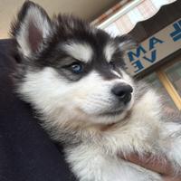 6 cuccioli di Husky