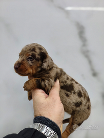 Bassotto pedigree ENCI