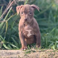 American pitbull terrier