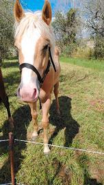 Puledro paint