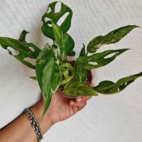 Monstera adansonii variegata Indonesian marble 