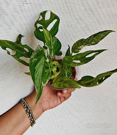 Monstera adansonii variegata Indonesian marble 
