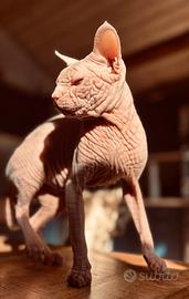 Splendido e raro gatto Sphynx ipertipico