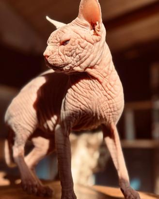 Splendido e raro gatto Sphynx ipertipico