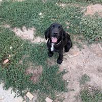 Splendido cocker avviato al tartufo