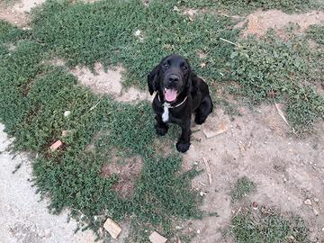 Splendido cocker avviato al tartufo