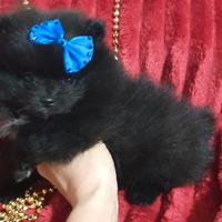 Spitz Pomerania super nano