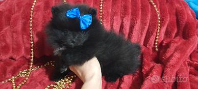 Spitz Pomerania super nano