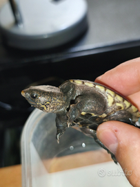 Tartaruga Staurotypus salvinii