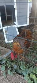 Gallo per accoppiamento