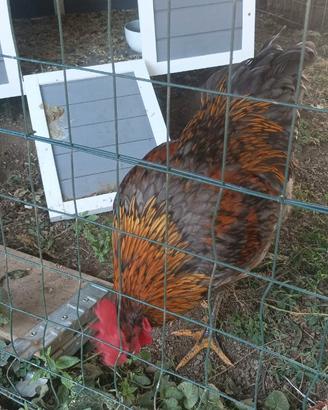 Gallo per accoppiamento