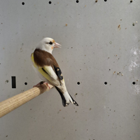 Cardellini pezzati Tushii riproduttori