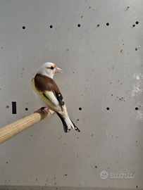 Cardellini pezzati Tushii riproduttori